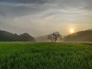 Sunrise at the rice fields in Mudigere